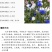 矢车菊花种四季易种蓝色矢车菊种子室外庭院绿化耐寒花卉种籽