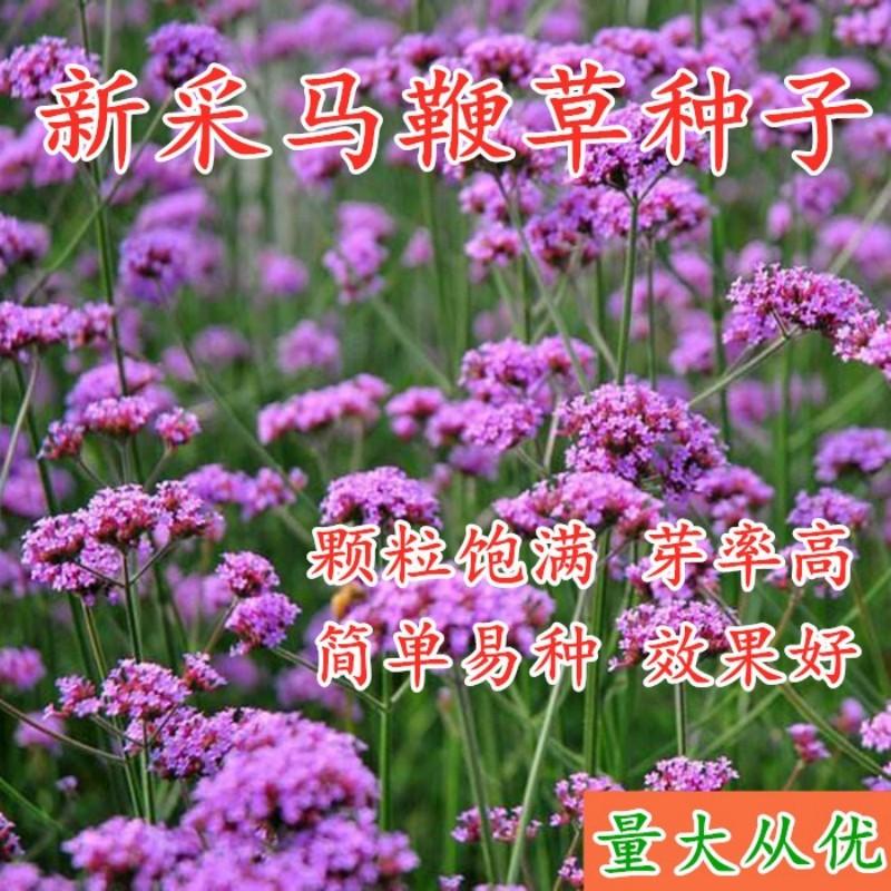 柳叶马鞭草种子紫色蓝色多年生宿根花卉景观花海工程耐寒易活