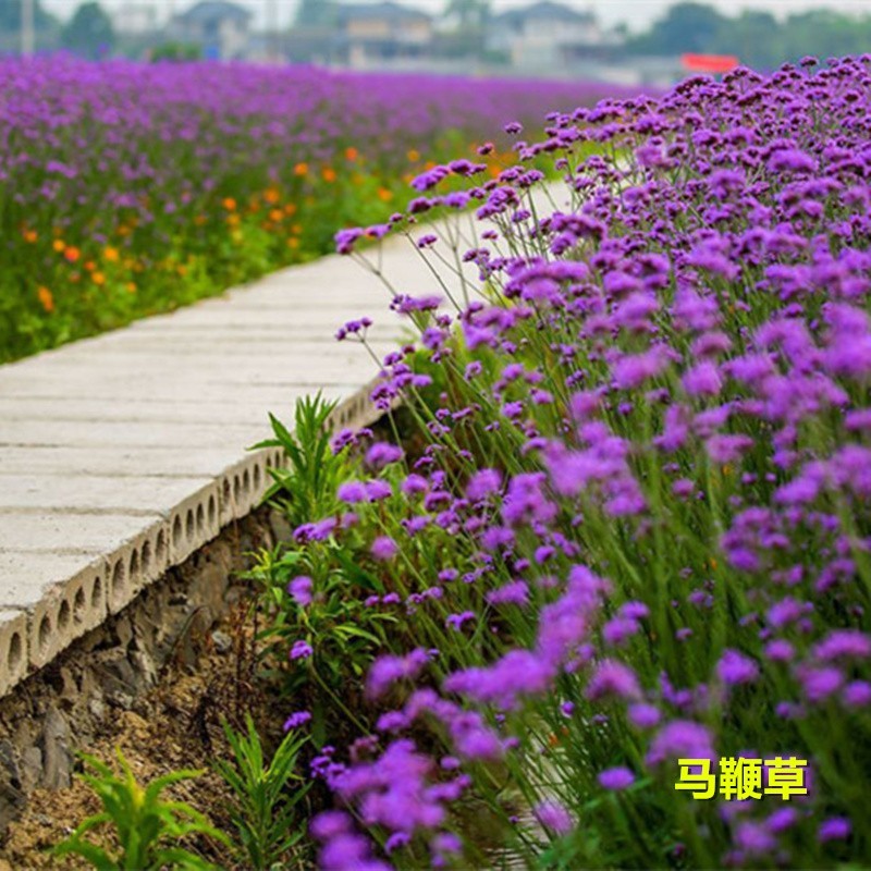 柳叶马鞭草种子紫色蓝色多年生宿根花卉景观花海工程耐寒易活