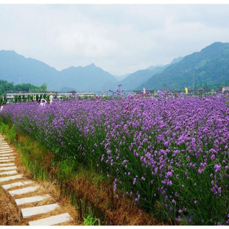 柳叶马鞭草种子紫色蓝色多年生宿根花卉景观花海工程耐寒易活