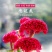 鸡冠花种子四季播开花卉植物室内外冠状凤尾盆栽绿化观赏花种