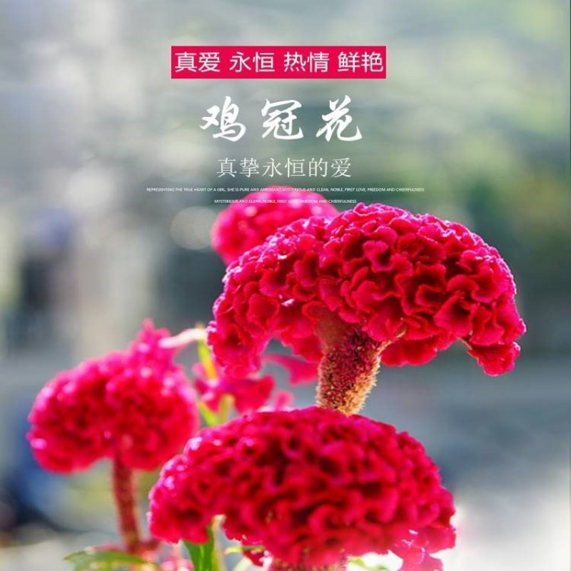 鸡冠花种子四季播开花卉植物室内外冠状凤尾盆栽绿化观赏花种