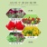 鸡冠花种子四季播开花卉植物室内外冠状凤尾盆栽绿化观赏花种