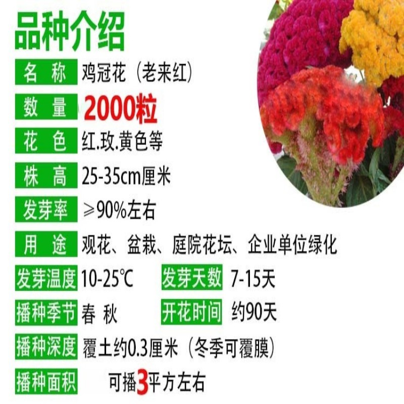 鸡冠花种子四季播开花卉植物室内外冠状凤尾盆栽绿化观赏花种