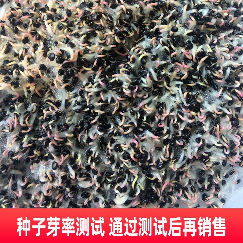 鸡冠花种子四季播开花卉植物室内外冠状凤尾盆栽绿化观赏花种