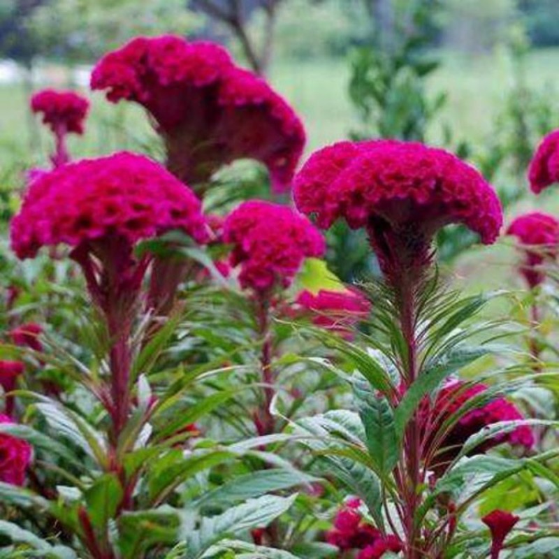 鸡冠花种子四季播开花卉植物室内外冠状凤尾盆栽绿化观赏花种