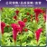 鸡冠花种子四季播开花卉植物室内外冠状凤尾盆栽绿化观赏花种