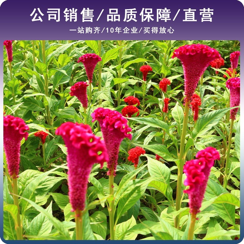 鸡冠花种子四季播开花卉植物室内外冠状凤尾盆栽绿化观赏花种