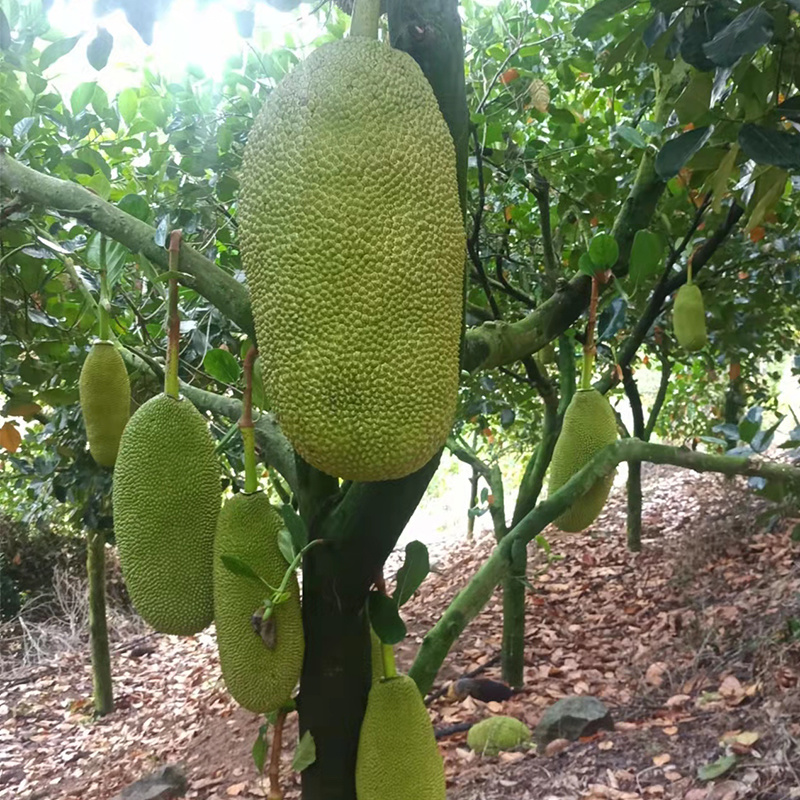 海南三亚菠萝蜜新鲜水果一整个黄肉干苞应季水果
