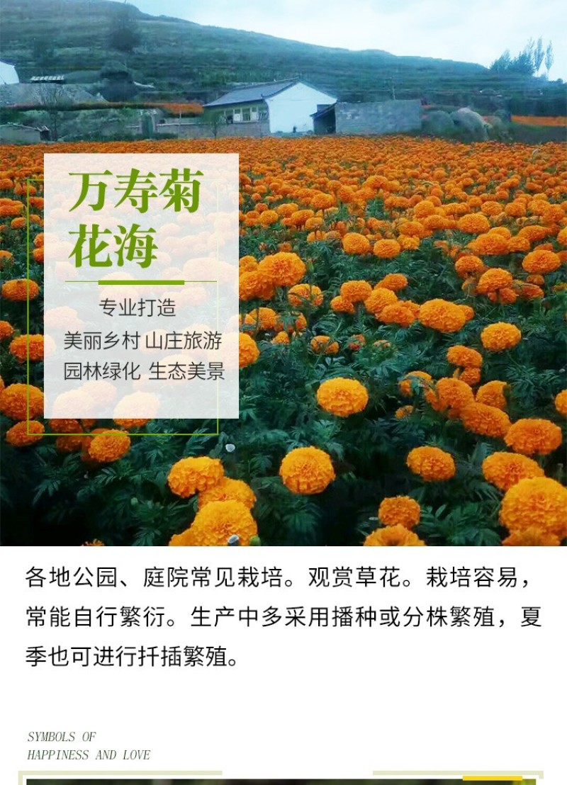 万寿菊种子草花籽四季播种园艺园林庭院阳台景观工程绿化花海