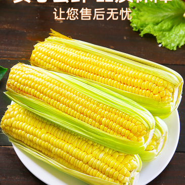 云南金银水果玉米新鲜生吃甜玉米棒子苞谷米现摘蔬菜