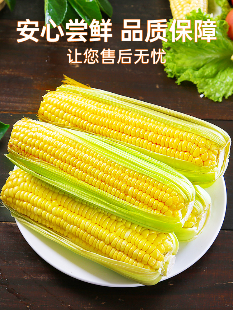 云南金银水果玉米新鲜生吃甜玉米棒子苞谷米现摘蔬菜