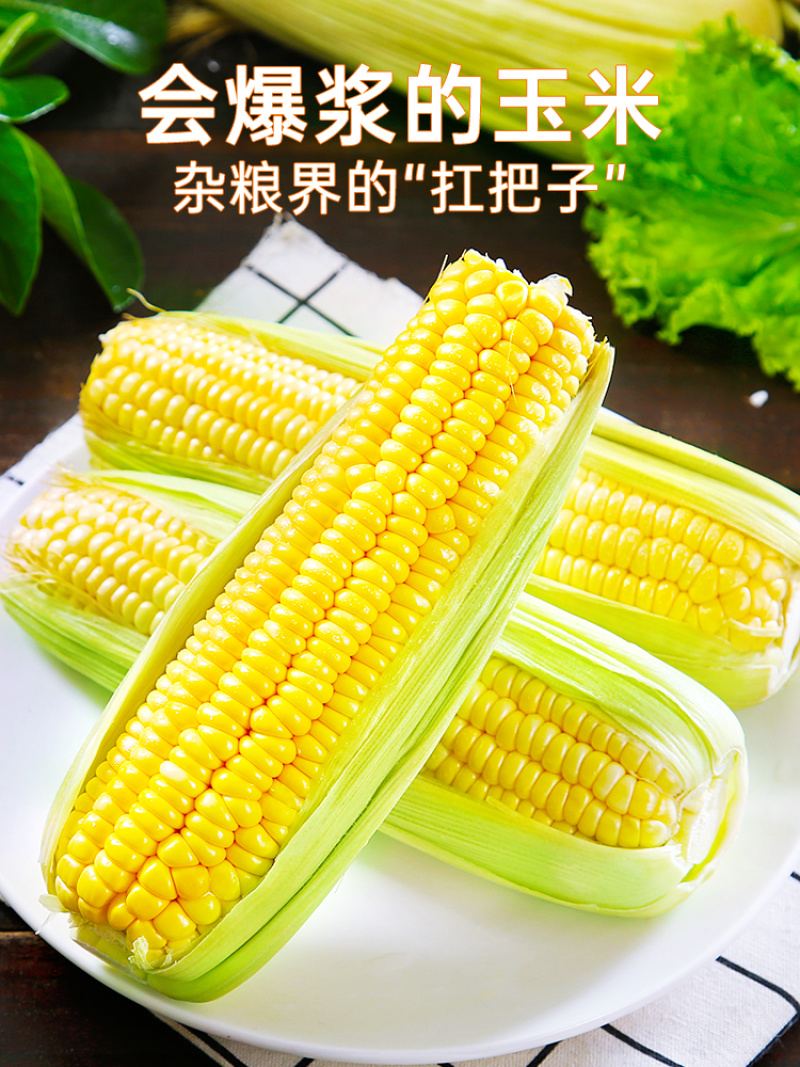 云南金银水果玉米新鲜生吃甜玉米棒子苞谷米现摘蔬菜