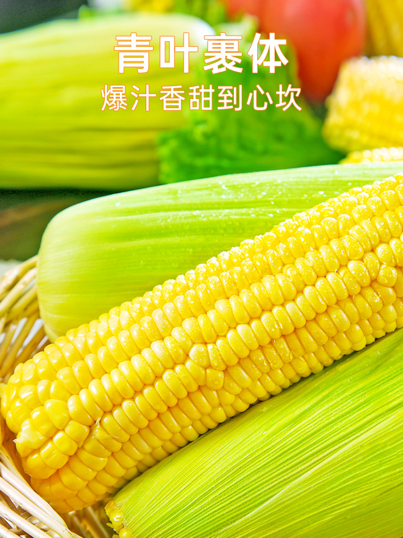 云南金银水果玉米新鲜生吃甜玉米棒子苞谷米现摘蔬菜