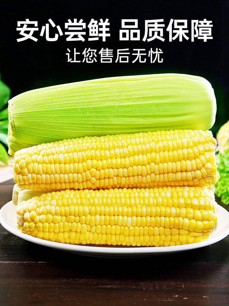 云南金银水果玉米新鲜生吃甜玉米棒子苞谷米现摘蔬菜