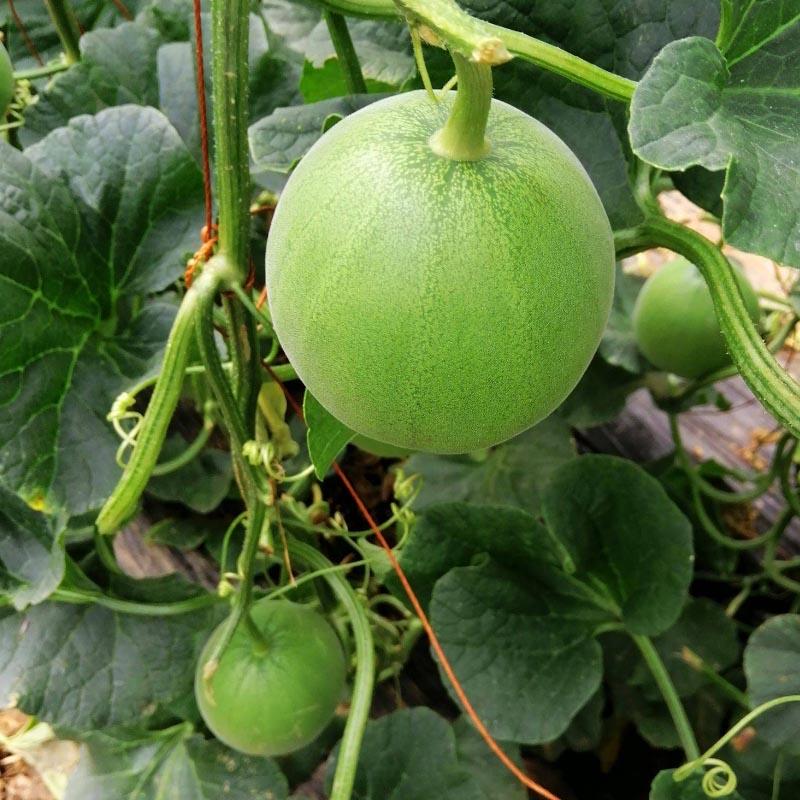 日本甜宝甜瓜种子高糖高产早生绿色甜脆多汁抗病强