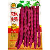 龙泉独秀紫红芸豆种子100g大紫袍九粒红芸豆角种籽秋紫豆