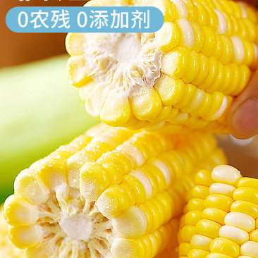 云南金银水果玉米9斤新鲜生吃甜玉米棒子苞谷米现摘包邮蔬菜
