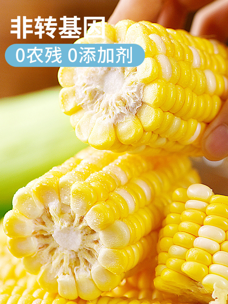 云南金银水果玉米9斤新鲜生吃甜玉米棒子苞谷米现摘包邮蔬菜