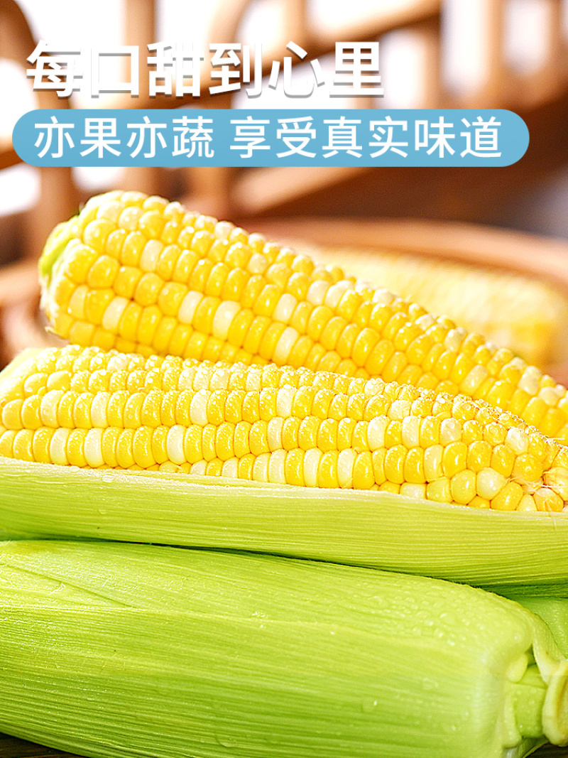 云南金银水果玉米9斤新鲜生吃甜玉米棒子苞谷米现摘包邮蔬菜