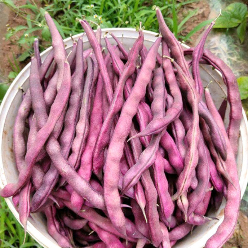 龙泉独秀紫红芸豆种子100g大紫袍九粒红芸豆角种籽秋紫豆