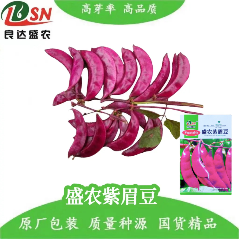 盛农紫眉豆种子嫩荚紫红色镰刀形早熟耐热耐瘠优质良种