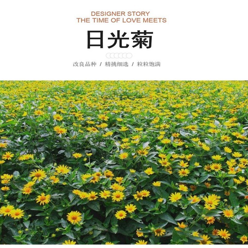 日光菊种子赛菊芋宿根草花种子春夏播种耐寒庭院绿化观花草籽