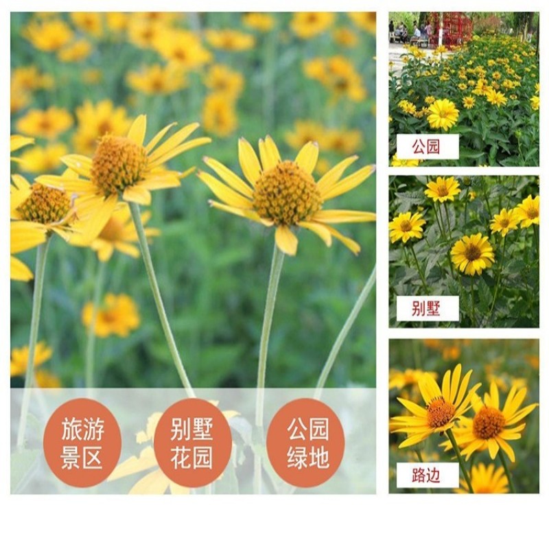 日光菊种子赛菊芋宿根草花种子春夏播种耐寒庭院绿化观花草籽