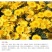 日光菊种子赛菊芋宿根草花种子春夏播种耐寒庭院绿化观花草籽