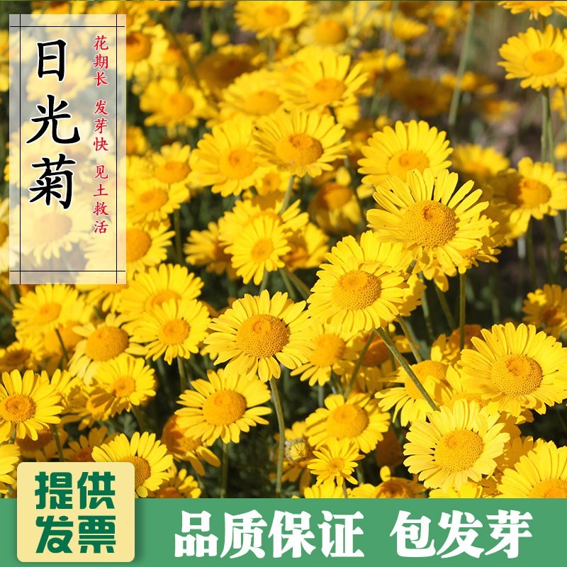 日光菊种子赛菊芋宿根草花种子春夏播种耐寒庭院绿化观花草籽
