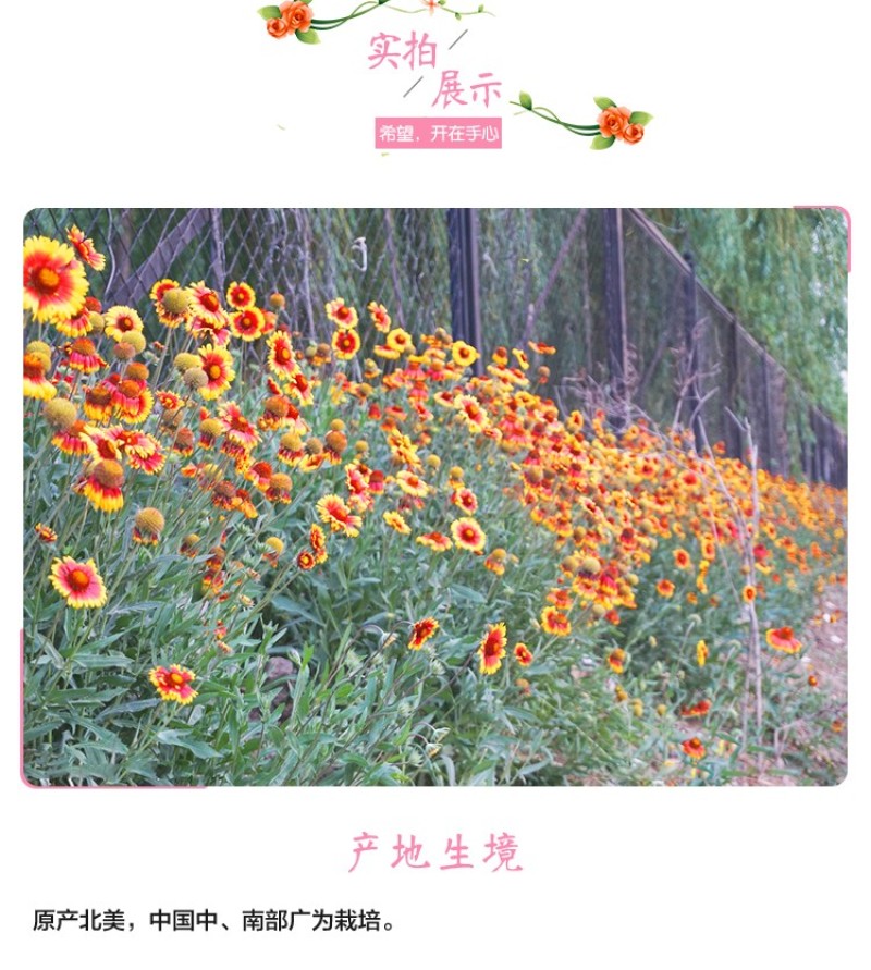 天人菊种子秋播草花种子耐寒多年生虎皮菊籽园林景观绿化花籽