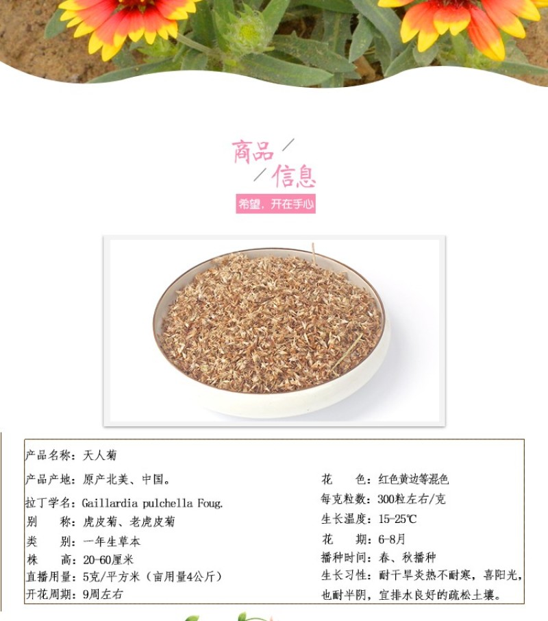 天人菊种子秋播草花种子耐寒多年生虎皮菊籽园林景观绿化花籽