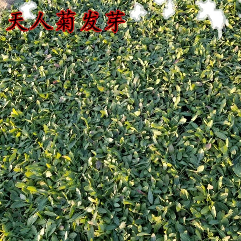 天人菊种子秋播草花种子耐寒多年生虎皮菊籽园林景观绿化花籽