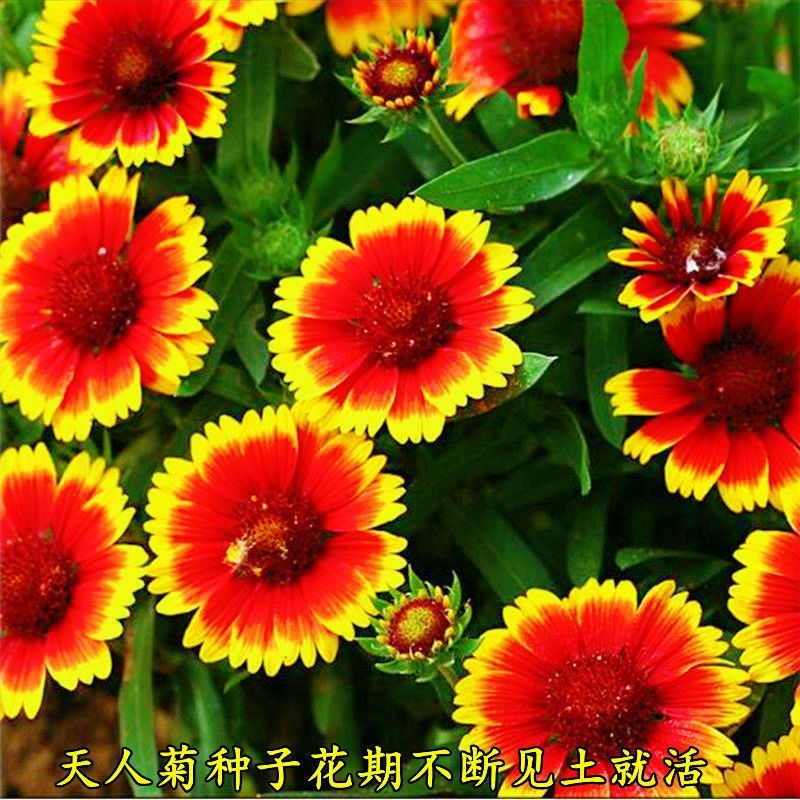 天人菊种子秋播草花种子耐寒多年生虎皮菊籽园林景观绿化花籽