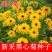 黑心菊种子金光菊花种子多年生四季易活庭院盆栽花籽耐寒花籽