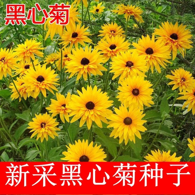 黑心菊种子金光菊花种子多年生四季易活庭院盆栽花籽耐寒花籽