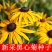 黑心菊种子金光菊花种子多年生四季易活庭院盆栽花籽耐寒花籽
