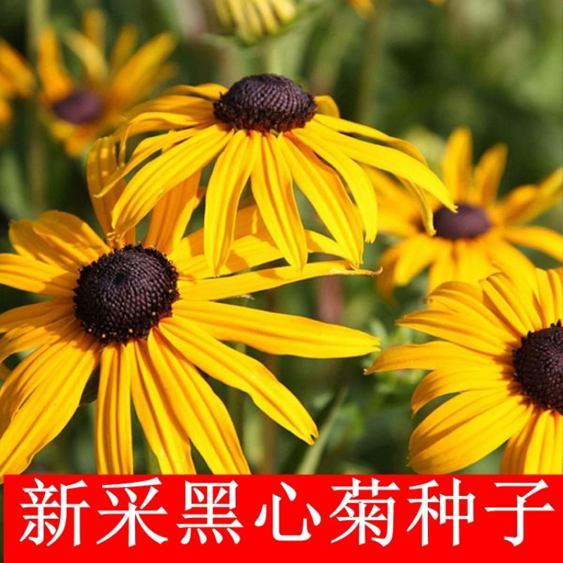 黑心菊种子金光菊花种子多年生四季易活庭院盆栽花籽耐寒花籽