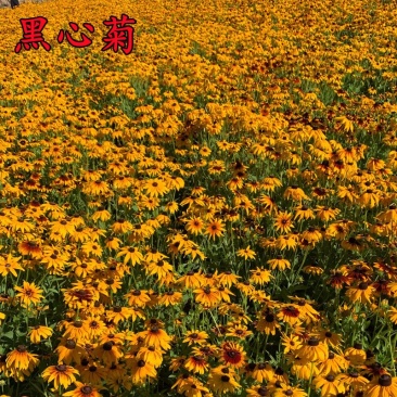 黑心菊种子金光菊花种子多年生四季易活庭院盆栽花籽耐寒花籽