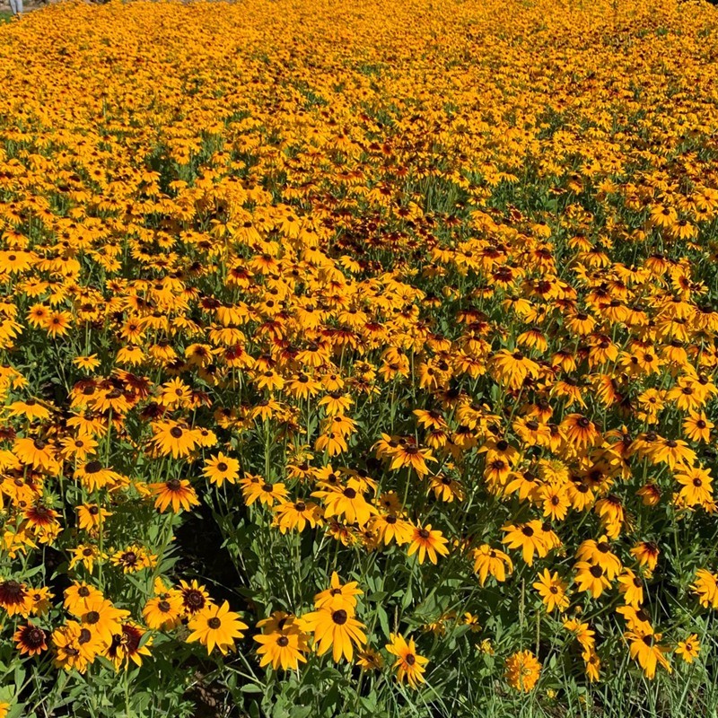 黑心菊种子金光菊花种子多年生四季易活庭院盆栽花籽耐寒花籽
