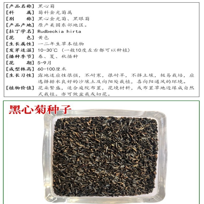 黑心菊种子金光菊花种子多年生四季易活庭院盆栽花籽耐寒花籽