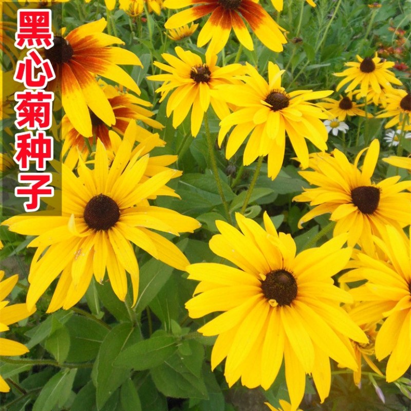 黑心菊种子金光菊花种子多年生四季易活庭院盆栽花籽耐寒花籽