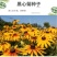 黑心菊种子金光菊花种子多年生四季易活庭院盆栽花籽耐寒花籽