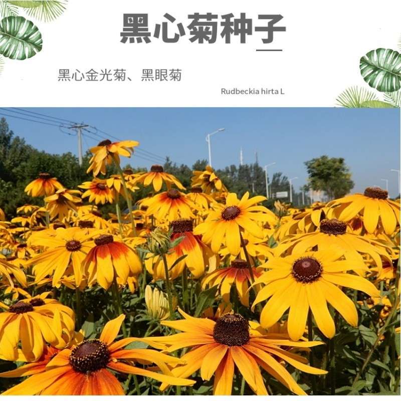 黑心菊种子金光菊花种子多年生四季易活庭院盆栽花籽耐寒花籽