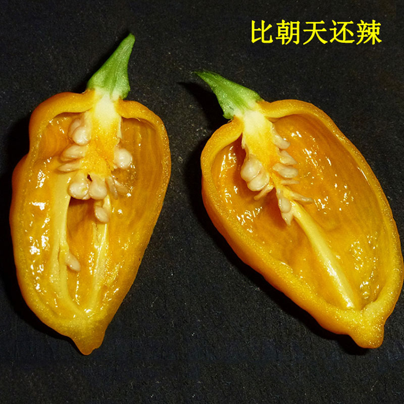 印度红魔鬼椒种子红黄灯笼辣椒种子辣度高春秋四季