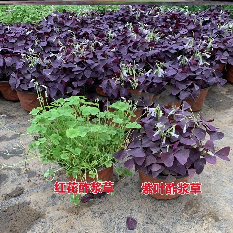 红花紫叶醡浆草三叶草种球四季开花耐阴盆栽地栽庭院地被植物
