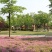 红花紫叶醡浆草三叶草种球四季开花耐阴盆栽地栽庭院地被植物
