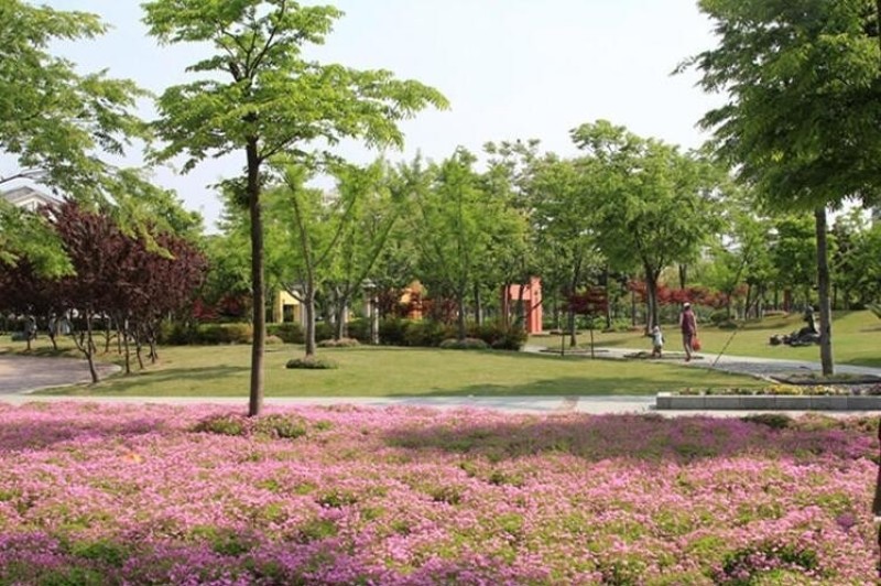 红花紫叶醡浆草三叶草种球四季开花耐阴盆栽地栽庭院地被植物