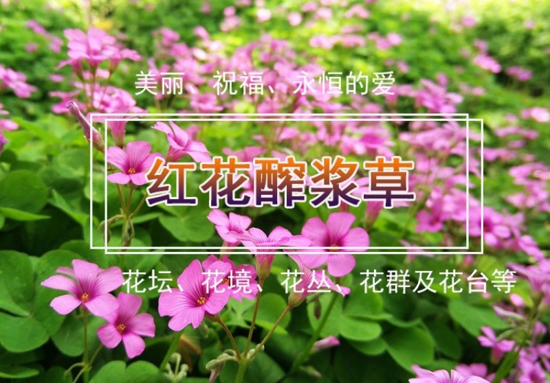 红花紫叶醡浆草三叶草种球四季开花耐阴盆栽地栽庭院地被植物