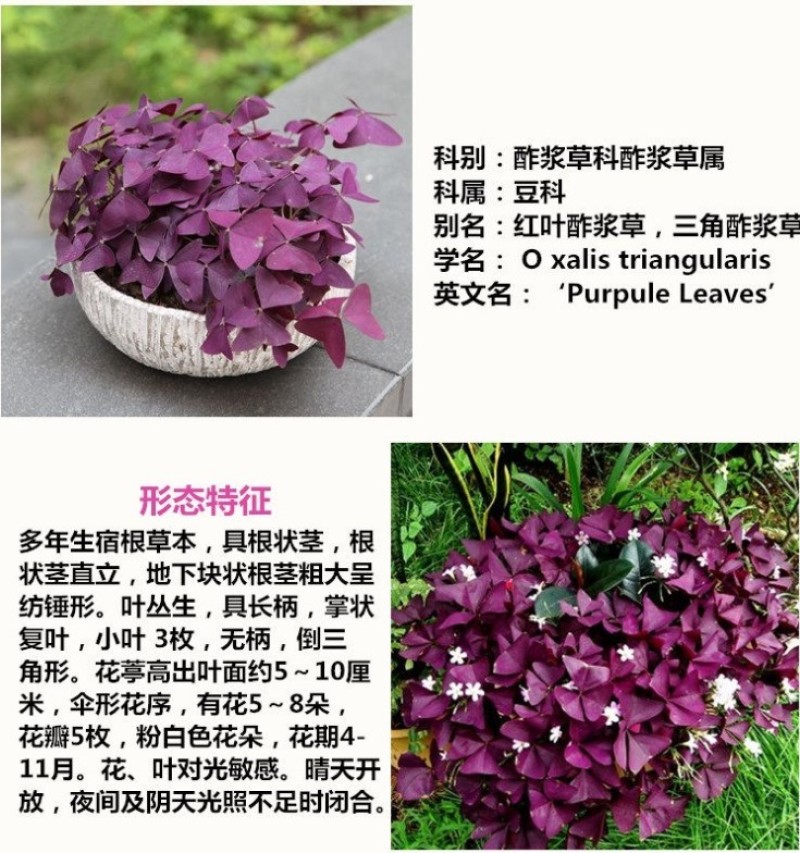 红花紫叶醡浆草三叶草种球四季开花耐阴盆栽地栽庭院地被植物